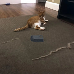 Palette posée sur une moquette avec un chat au fond